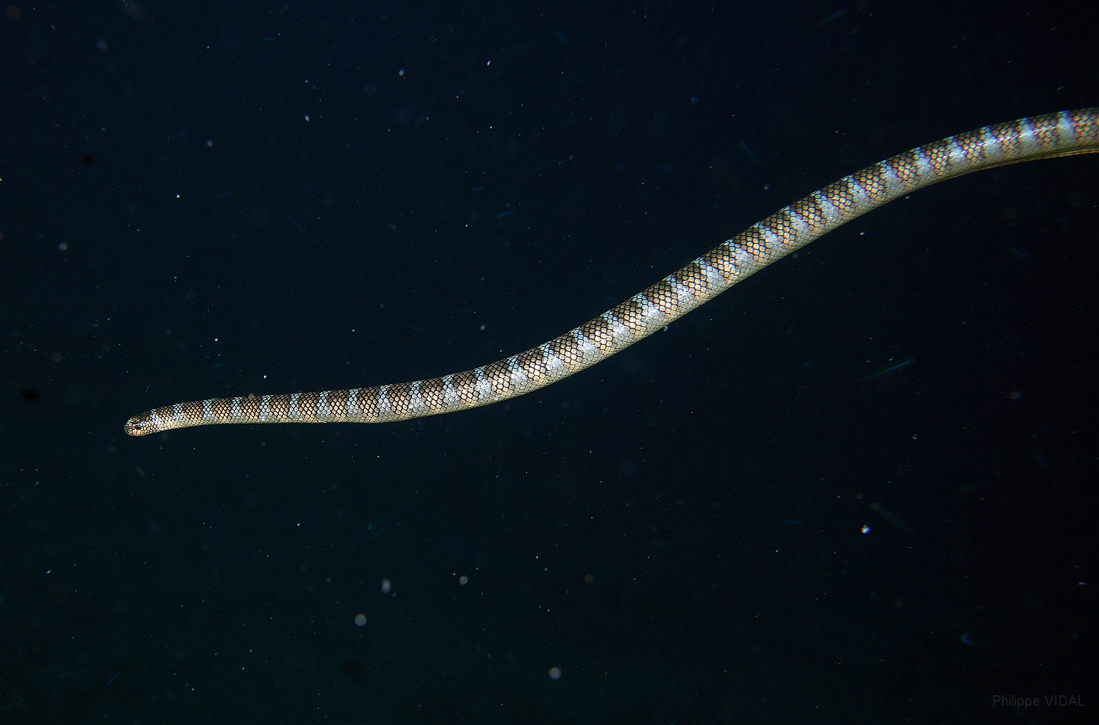 Banda Sea 2018 - DSC06168_rc - Chinese Sea Snake - Laticauda semifasciata.jpg